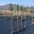 Jahodovec obyčajný (Arbutus unedo-Litchi) ´PEACE AND LOVE´ - výška 170-190 cm, kont. C5L - NA KMIENKU